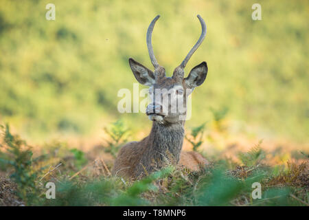 Giovane maschio Red Deer sdraiato Foto Stock