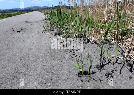 Lo scoppio di Reed attraverso la strada asfaltata, Giappone Foto Stock