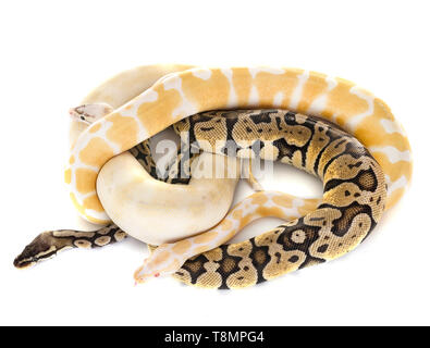 Palla pitoni di fronte a uno sfondo bianco Foto Stock
