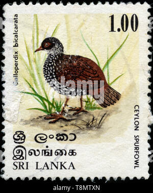 Con timbro postale timbro da Sri Lanka negli uccelli 1979 series Foto Stock