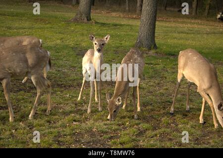Il più piccolo Yearling guardando me come gli altri cervi mangiare Foto Stock