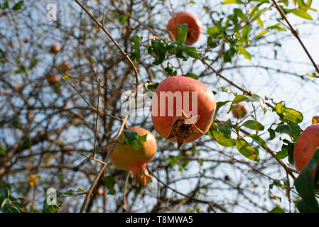 Melograno (Punica granatum) appesi sugli alberi. Foto Stock