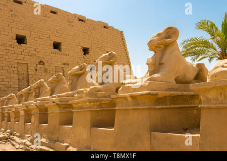 Tempio di Amon-ra e le capre intitolata sfingi - Criosphinxes, Karnak, Egitto Foto Stock