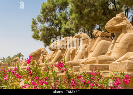 In prossimità delle statue in vicolo delle Sfingi dalla testa d'ariete con oleandri fiori presso il Tempio di Karnak a Luxor, Egitto Foto Stock