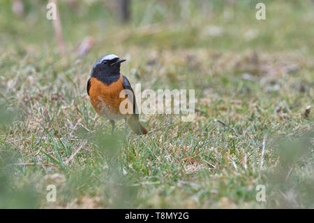 Maschio redstart comune (Phoenicurus phoenicurus) foraggio sul terreno Foto Stock