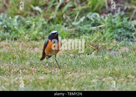 Maschio redstart comune (Phoenicurus phoenicurus) foraggio sul terreno. Questo individuo è stato inanellato, noto anche come rifasciato in Nord America. Foto Stock