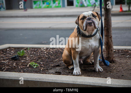 Un adorabile brutto bulldog britannico con un underbite in attesa E' proprietario di un trafficato marciapiede americano Foto Stock