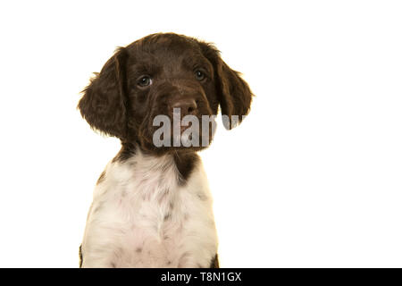 Ritratto di un piccolo munsterlander cucciolo di cane su sfondo bianco Foto Stock