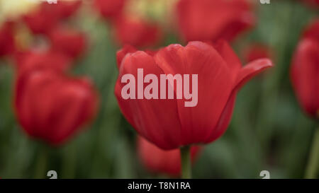 Tulip flower. Il nome latino è Tulipa. Tulip nella forma di una peonia fiore in rosso. Sullo sfondo del fogliame verde. Close-up. Lo sfondo è bl Foto Stock