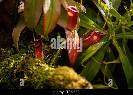 Macro closeup del bellissimo rosso brillante rosa viola carnivore mangiando insetto predatore vaso fiori di un lanciatore di impianto ad imbuto Nepenthes ventricosa contro Foto Stock