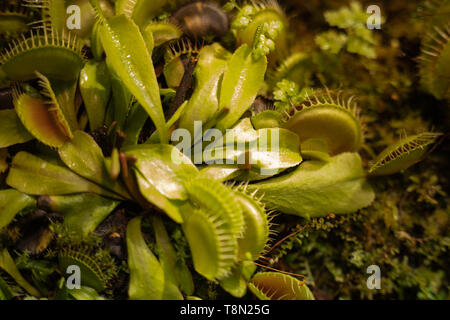 La più famosa delle piante carnivore è flytrap dionea Dionaea muscipula o Venus flytrap. Foto Stock