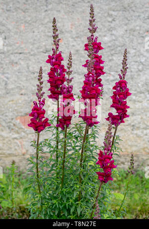 Altezza bocca di leone rosso fiori all'aperto in giardino, con parete dietro. Antirrhinum majus. Foto Stock