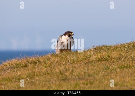 Femmina di falco pellegrino (Falco peregrinus) East Sussex, Regno Unito Foto Stock