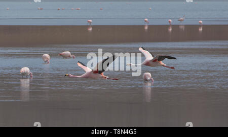 Flying James fenicotteri (Phoenicoparrus jamesi), Eduardo Avaroa riserva nazionale, Salar de Uyuni, Bolivia Foto Stock