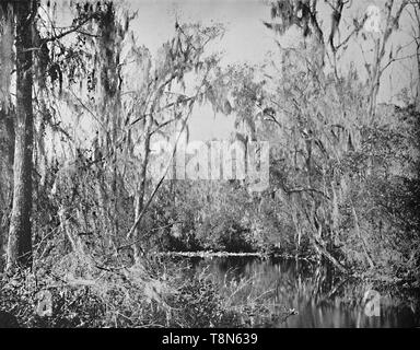 'On Governor's Creek, Fiume Ocklawaha, Florida', C1897. Creatore: sconosciuto. Foto Stock