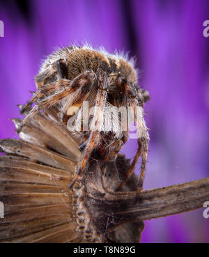 Big agalanatea redii AKA agalenatea redii spider in posa sui fiori viola Foto Stock