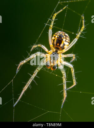 Grande giallo spider translicent diffondere le gambe sul suo spider web Foto Stock