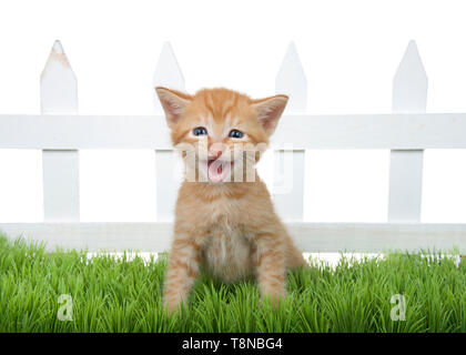 Adorabili ginger orange tabby gattino seduto in erba verde nella parte anteriore di un bianco Picket Fence isolati su sfondo bianco. Kitten meowing cercando direc Foto Stock