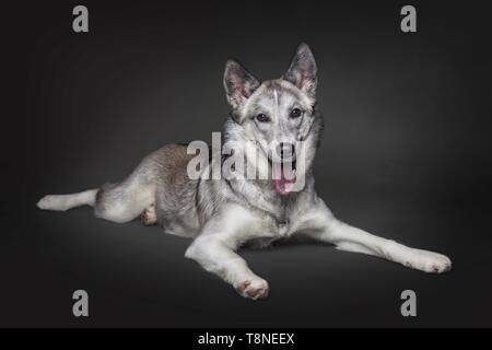 Giacente Husky-Mongrel Foto Stock