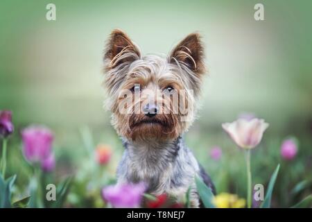 Yorkshire Terrier tra i fiori Foto Stock