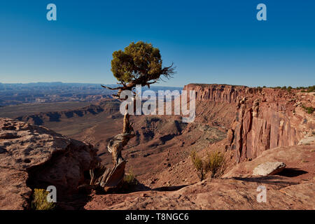 Grandview punto nel Parco Nazionale di Canyonlands, Island in the Sky , Moab, Utah, Stati Uniti d'America, America del Nord Foto Stock