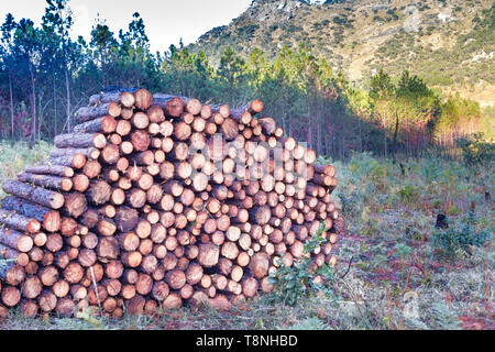 Registri sovrapposti dal taglio di alberi di pino accatastati nel mezzo di un ex campo di alberi in una piantagione nella foresta di Chongoni Dedza Malawi Foto Stock