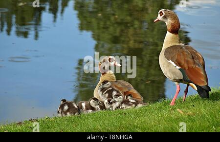 Oche egiziano-famiglia carino con pulcini in un stagno Foto Stock