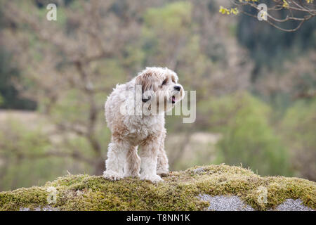 Tibetan Terrier cane in piedi su una roccia Foto Stock