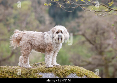Tibetan Terrier cane in piedi su una roccia Foto Stock
