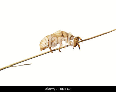 Empty larva after the insect metamorphosis in butterfly on a white background. Foto Stock