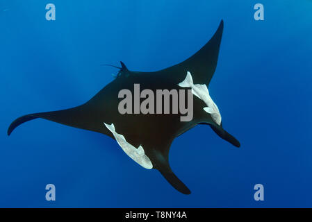 Nero manta oceaniche (Mobula birostris) nuotare nel blu con i raggi del sole - paesaggio subacqueo di Revillagigedo Arcipelago Foto Stock