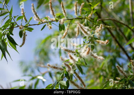 Fiorisce in primavera di alcune specie di alberi di salice. Willow le gemme in piccole bianco fluff allergenici Foto Stock