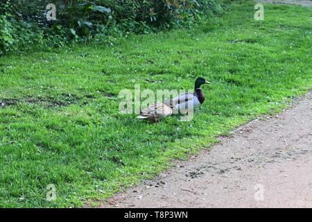 Anatre in esecuzione su erba verde a un laghetto in primavera Foto Stock