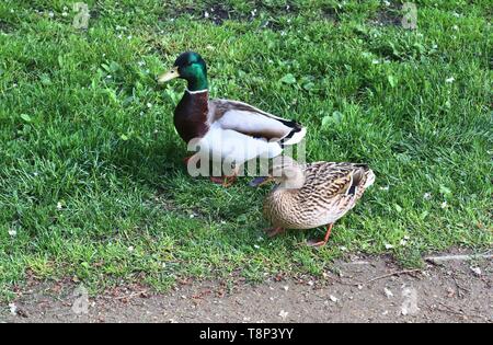 Anatre in esecuzione su erba verde a un laghetto in primavera Foto Stock