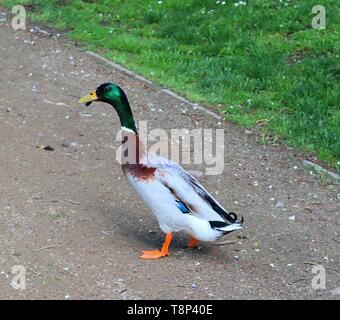 Anatre in esecuzione su erba verde a un laghetto in primavera Foto Stock