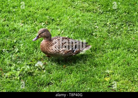 Anatre in esecuzione su erba verde a un laghetto in primavera Foto Stock