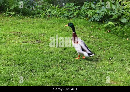 Anatre in esecuzione su erba verde a un laghetto in primavera Foto Stock