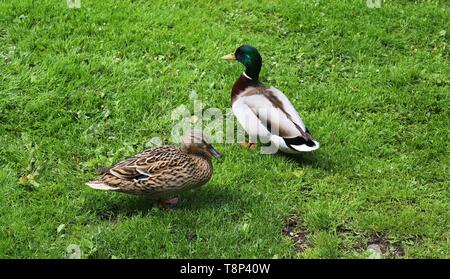 Anatre in esecuzione su erba verde a un laghetto in primavera Foto Stock