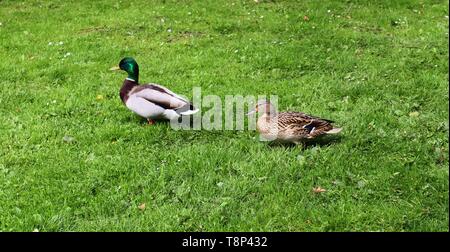 Anatre in esecuzione su erba verde a un laghetto in primavera Foto Stock