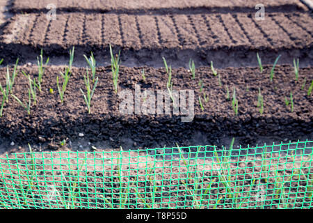 Letti orto con cipolle e aglio, recintata mesh. Le cipolle verdi che crescono in giardino. Giovani aglio è cresciuto al di fuori della terra contro Foto Stock