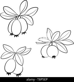 Set di feijoa pittogrammi Illustrazione Vettoriale