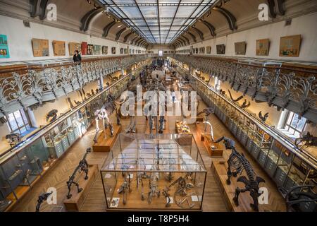 Francia, Parigi, Jardin des Plantes e il Museo Nazionale di Storia Naturale, gallerie di Paleontologia e di Anatomia Comparata Foto Stock