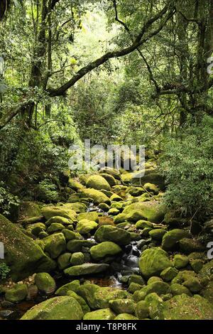 Brasile - giungla vista nella Mata Atlantica (foresta pluviale atlantica ecosistema) nella Serra dos Orgaos National Park (stato di Rio de Janeiro). Foto Stock