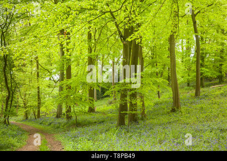 Boschi di faggio in primavera con un luminoso fresco fogliame verde e bluebells vicino a Henley-on-Thames, Oxfordshire Foto Stock