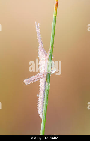 Una sottile rugiada coperte di stuzzicadenti immaturi Grasshopper Mermiria (Gruppo) posatoi su una lama di erba. Foto Stock