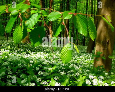 Bellissima Foresta di primavera con foglie giovani e aglio selvatico Foto Stock