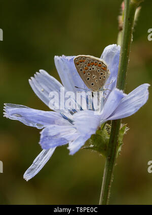 Brown Argus nectaring a farfalla sul fiore di cicoria Foto Stock