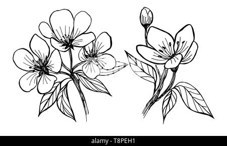 Fiori di melo. Grafica manuale. In bianco e nero di disegno di un albero di fioritura in primavera. Arte lineare Foto Stock