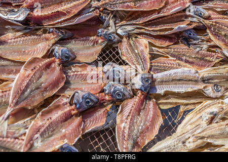 Vista dettagliata di sardine di essiccazione al sole su reti da pesca sulla spiaggia di nazare, Portogallo Foto Stock