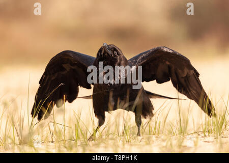 Un comune Raven, Corvus corax, aka Raven settentrionale, visualizzazione dallo sbattimento le sue ali mentre si sta in piedi sul suolo (sabbia). Il Delta del Danubio Riserva della Biosfera Foto Stock